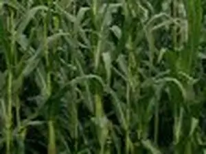 JEAN PIERRE PERRIGAULT