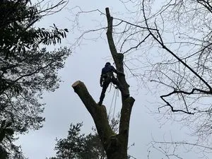 Haut Perché Élagage