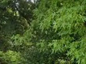 Ramonage et lavage de vitres